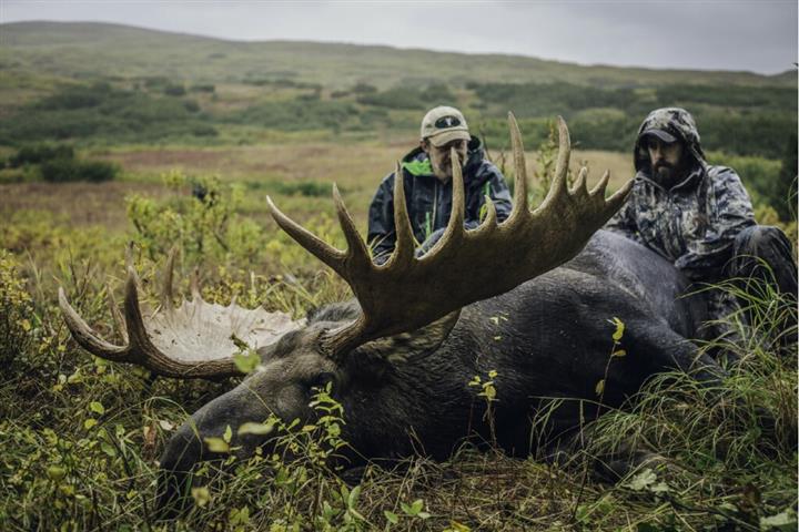 Big Alaskan bull