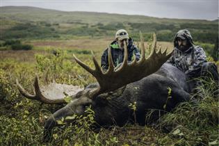 Alaska Yukon Moose