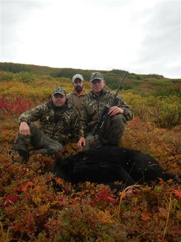 Alaska black bear