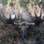 Alaska-Yukon Moose