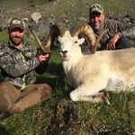 Dall Sheep Hunts