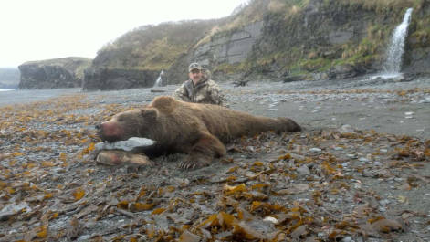 Alaska Brown Bear Info